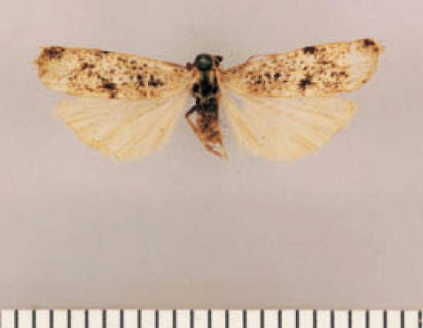 /filer/webapps/moths/media/images/L/lightfooti_Pasteosia_HT_TMSA.jpg