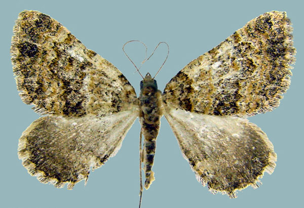 /filer/webapps/moths/media/images/L/lightfooti_Piercia_AF_ZSM.jpg