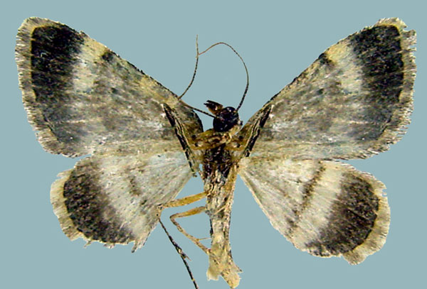 /filer/webapps/moths/media/images/L/lightfooti_Piercia_AM_ZSMb.jpg