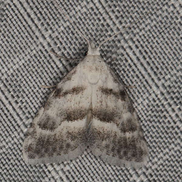 /filer/webapps/moths/media/images/L/lightfooti_Vandamia_A_Heyns_01.jpg