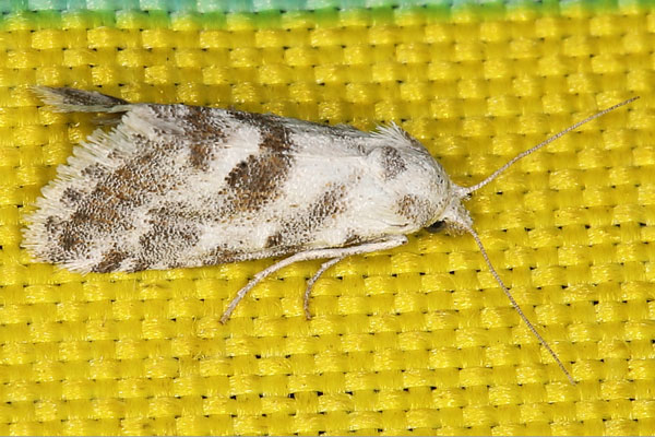 /filer/webapps/moths/media/images/L/lightfooti_Vandamia_A_Heyns_02.jpg