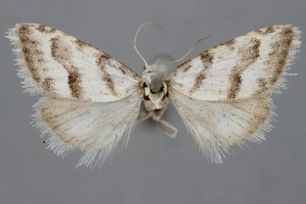 /filer/webapps/moths/media/images/L/lightfooti_Vandamia_A_NHMUK.jpg