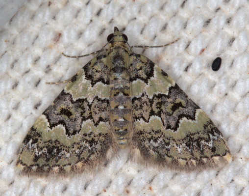 /filer/webapps/moths/media/images/L/lightfooti_lightfooti_Piercia_A_Heyns_01.jpg