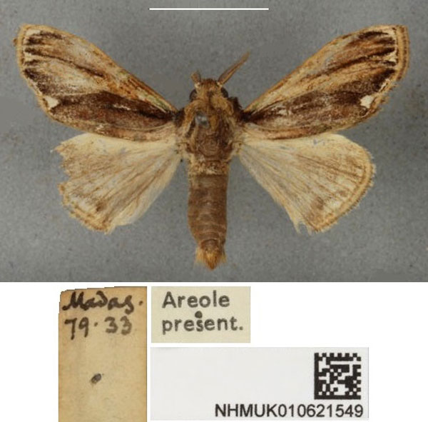 /filer/webapps/moths/media/images/L/lignea_Nioda_HT_BMNH.jpg