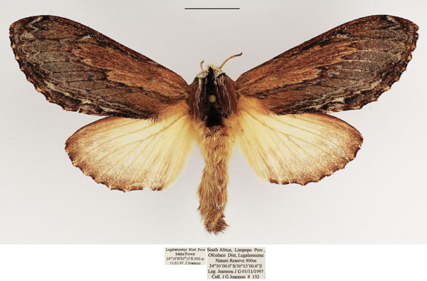 /filer/webapps/moths/media/images/L/ligniclusa_Braura_AF_TMSA_03.jpg
