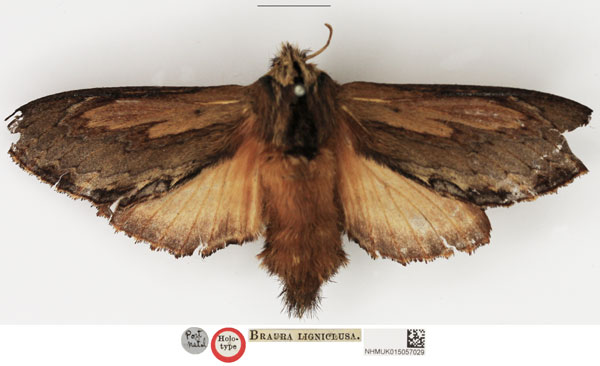 /filer/webapps/moths/media/images/L/ligniclusa_Braura_HT_NHMUK.jpg
