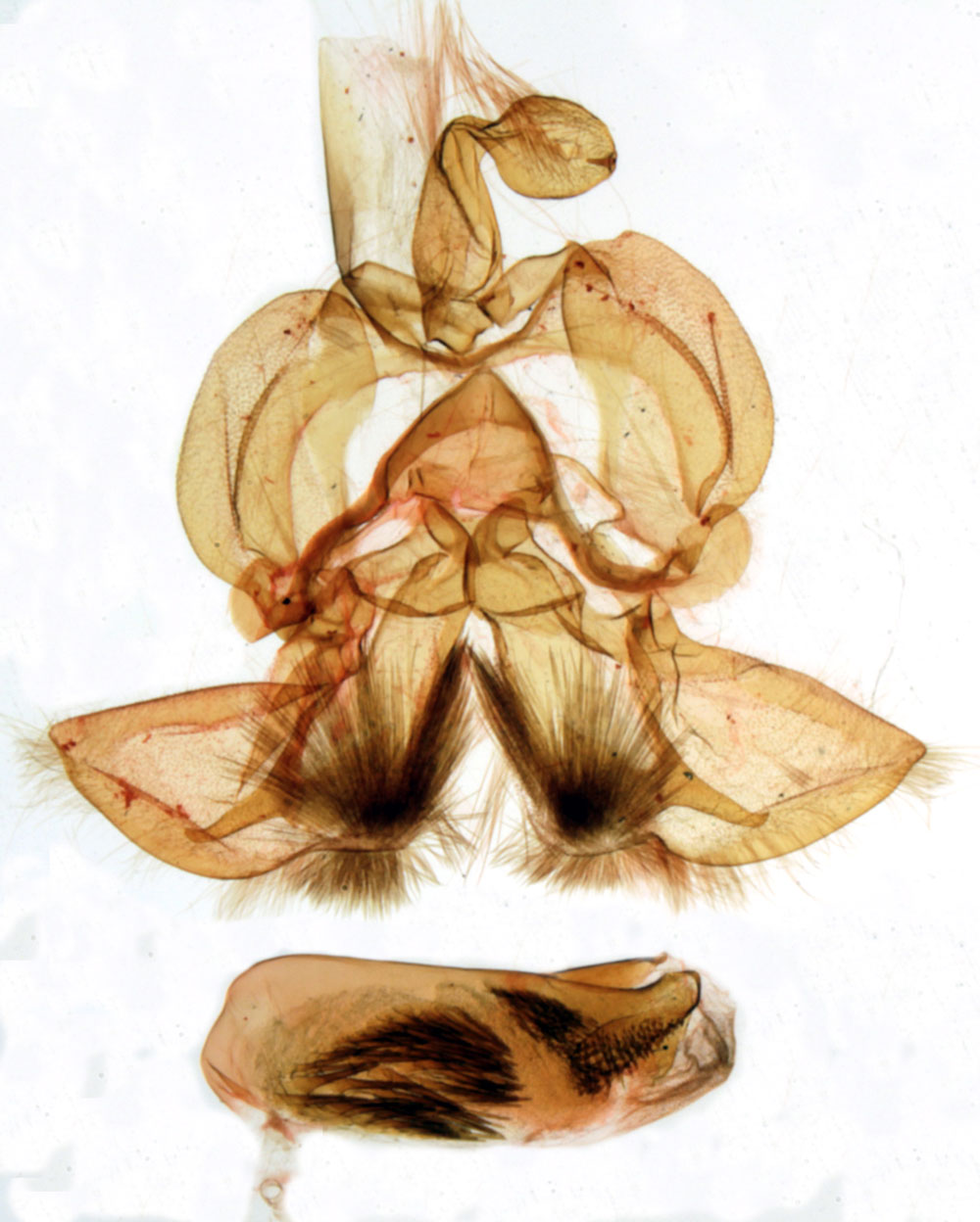 /filer/webapps/moths/media/images/L/ligniensis_Eutamsia_GMHT_MNHN_249.jpg