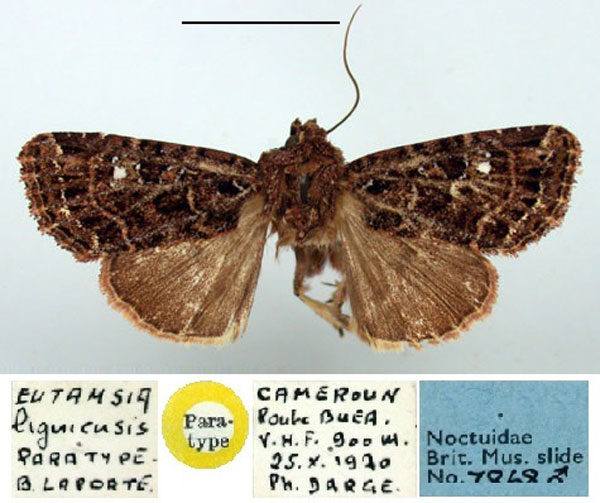 /filer/webapps/moths/media/images/L/ligniensis_Eutamsia_PT_BMNH.jpg