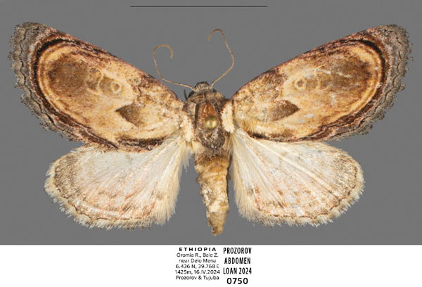 /filer/webapps/moths/media/images/L/lignosa_Paracroria_AF_Mueller_01.jpg