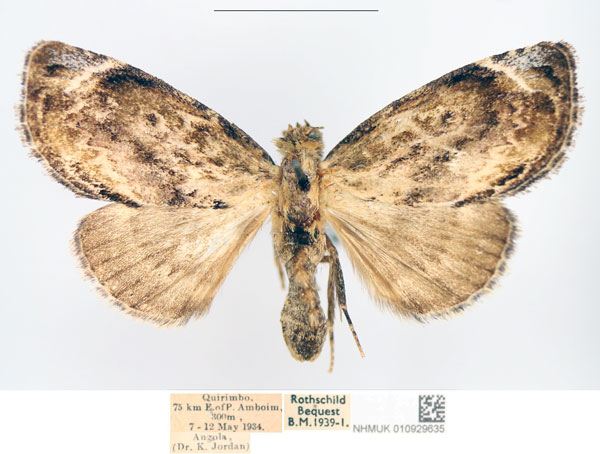 /filer/webapps/moths/media/images/L/lignosa_Petrinia_AF_NHMUK.jpg