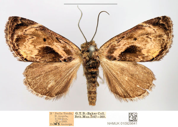 /filer/webapps/moths/media/images/L/lignosa_Petrinia_AM_NHMUK.jpg