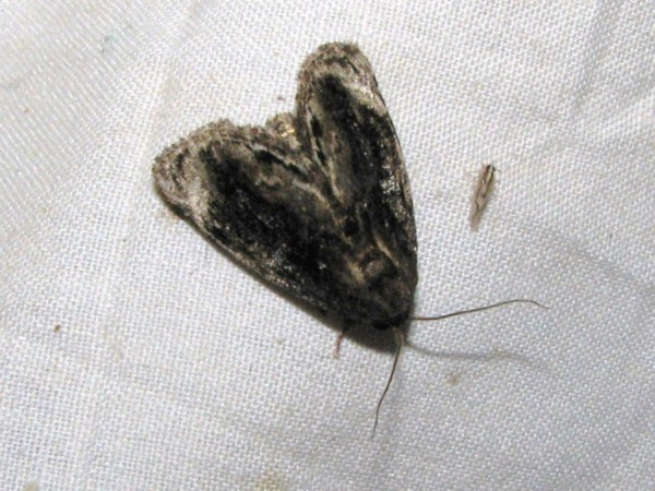 /filer/webapps/moths/media/images/L/lignosa_Petrinia_A_Goff_01.jpg