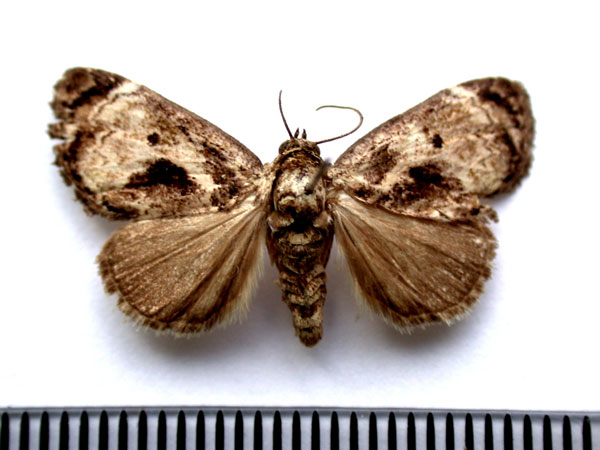 /filer/webapps/moths/media/images/L/lignosa_Petrinia_A_Revell_01.jpg