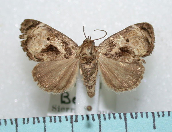 /filer/webapps/moths/media/images/L/lignosa_Petrinia_A_Revell_02.jpg