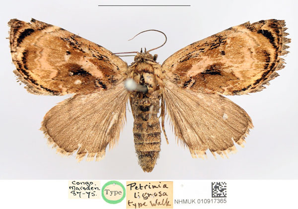 /filer/webapps/moths/media/images/L/lignosa_Petrinia_HT_NHMUK.jpg