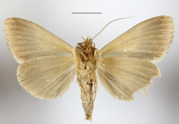 /filer/webapps/moths/media/images/L/ligulifera_Euminucia_A_MGCLb_01.JPG