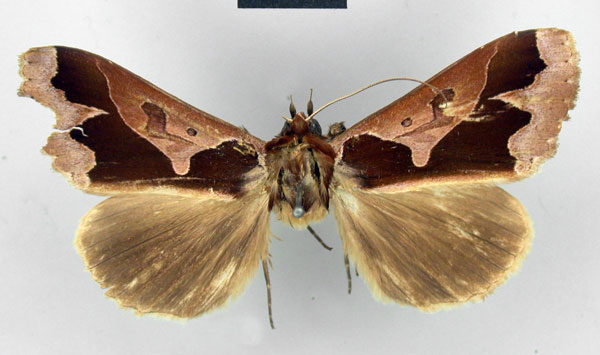 /filer/webapps/moths/media/images/L/ligulifera_Euminucia_HT_ZMHB.jpg