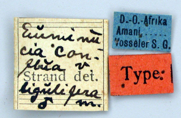 /filer/webapps/moths/media/images/L/ligulifera_Euminucia_HT_ZMHBl.jpg