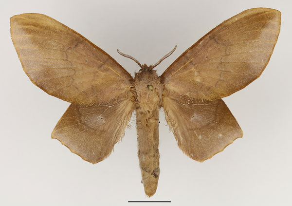 /filer/webapps/moths/media/images/L/lila_Sonitha_AF_Basquin.jpg