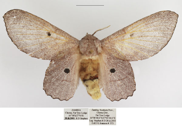 /filer/webapps/moths/media/images/L/lila_Sonitha_AF_TMSA_01.jpg
