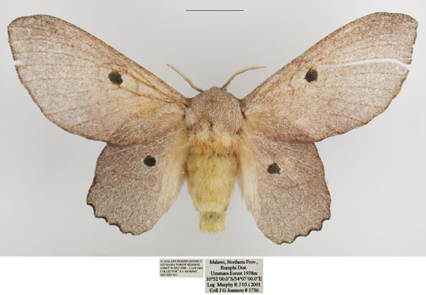 /filer/webapps/moths/media/images/L/lila_Sonitha_AF_TMSA_02.jpg