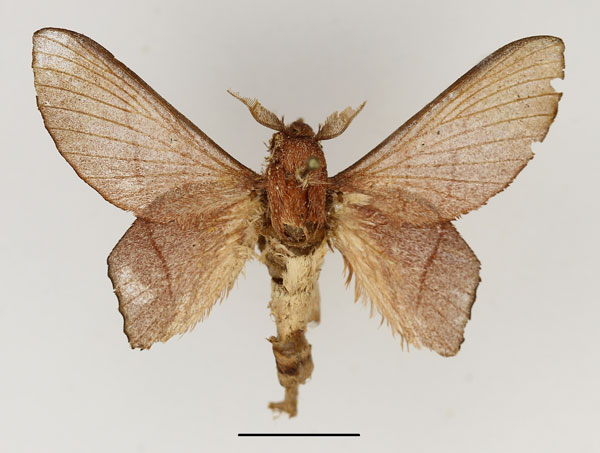 /filer/webapps/moths/media/images/L/lila_Sonitha_AM_Basquin.jpg