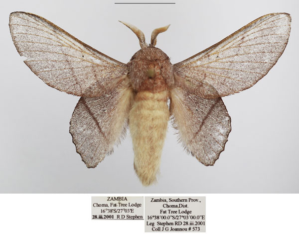 /filer/webapps/moths/media/images/L/lila_Sonitha_AM_TMSA.jpg