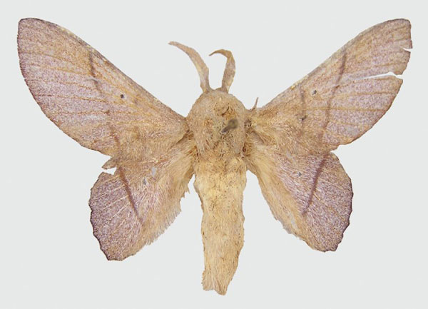 /filer/webapps/moths/media/images/L/lila_Sonitha_PT_RMCA.jpg