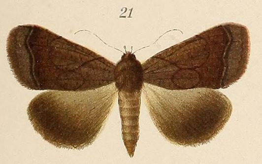 /filer/webapps/moths/media/images/L/lilaceofasciata_Pseudophia_ST_Voeltzkow_6-21.jpg