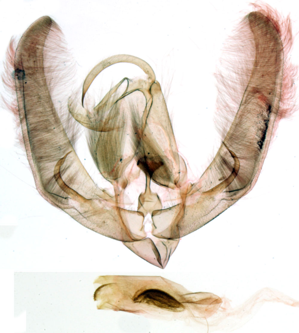 /filer/webapps/moths/media/images/L/lilacina_Plusiophaes_GMHT_MNHN_BL996.jpg