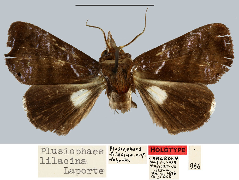 /filer/webapps/moths/media/images/L/lilacina_Plusiophaes_HT_MNHN.jpg
