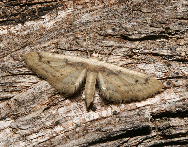 /filer/webapps/moths/media/images/L/lilliputaria_Idaea_A_Roland_01.jpg