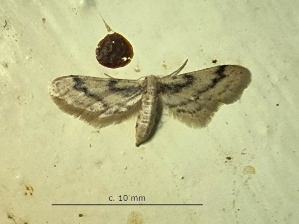 /filer/webapps/moths/media/images/L/lilliputaria_Idaea_A_Sydes.jpg
