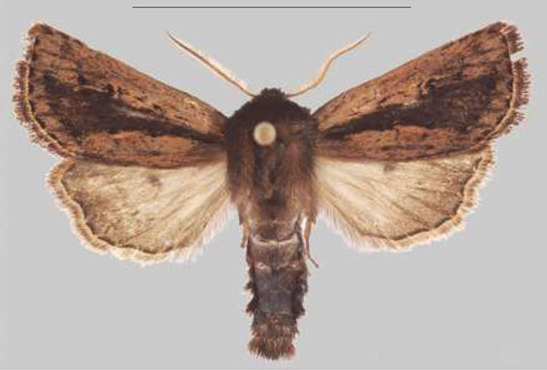 /filer/webapps/moths/media/images/L/lilomwi_Sciomesa_HT_MNHNa.jpg