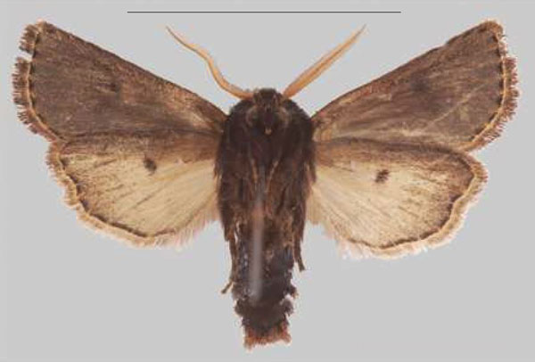 /filer/webapps/moths/media/images/L/lilomwi_Sciomesa_HT_MNHNb.jpg