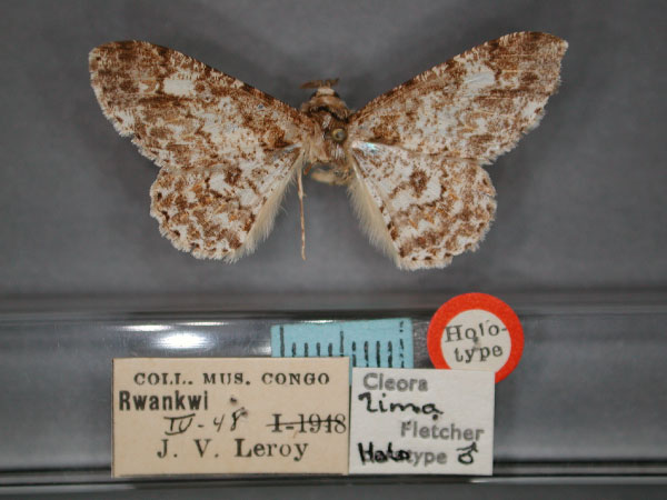 /filer/webapps/moths/media/images/L/lima_Cleora_HT_RMCA_01.jpg