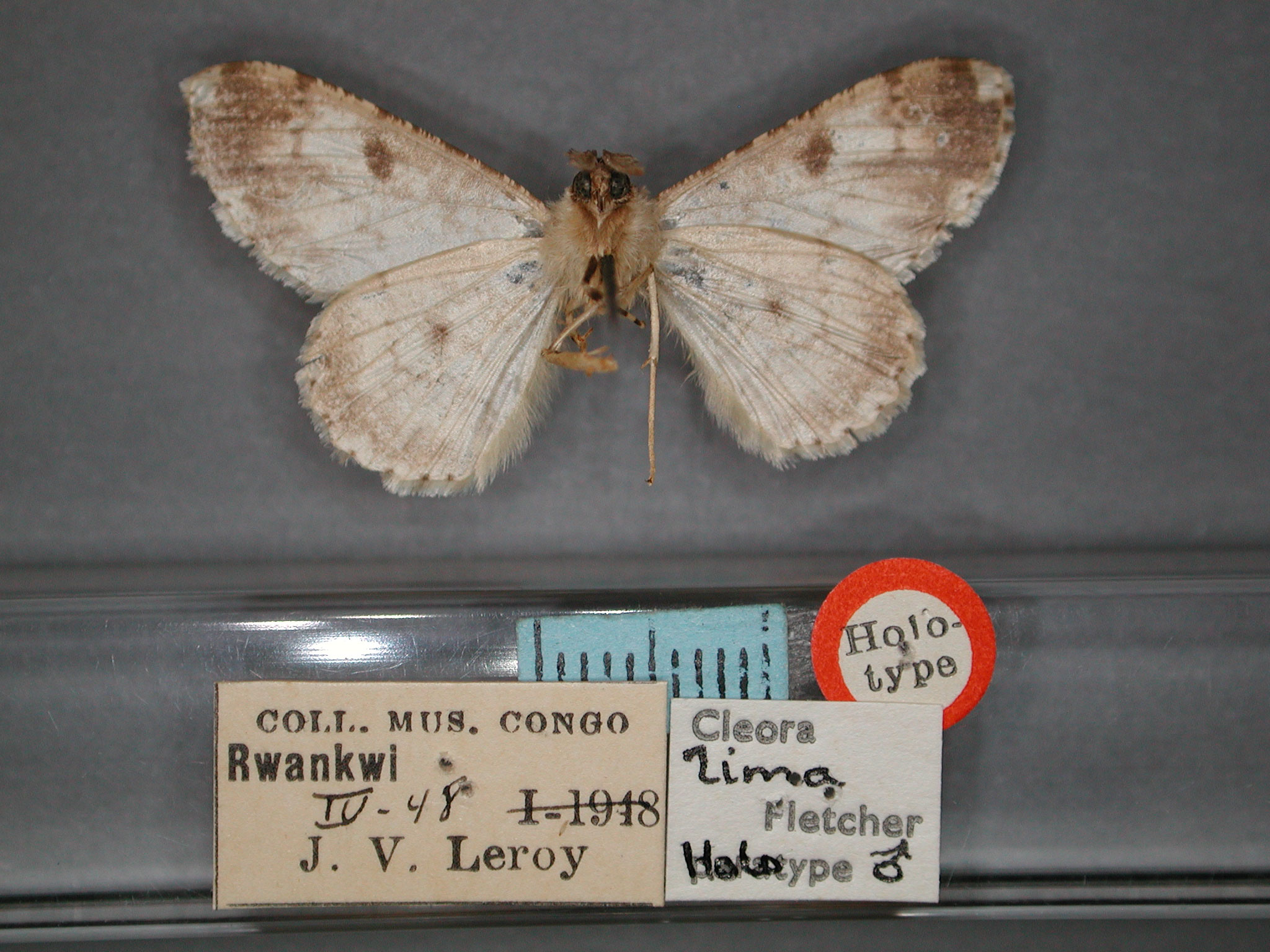/filer/webapps/moths/media/images/L/lima_Cleora_HT_RMCA_02.jpg