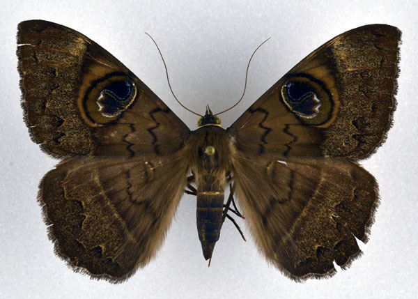 /filer/webapps/moths/media/images/L/limacina_Cyligramma_AF_NHMO.jpg