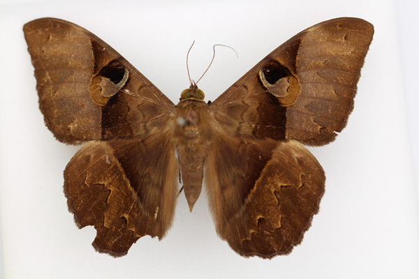 /filer/webapps/moths/media/images/L/limacina_Cyligramma_AF_TMSA_01.jpg