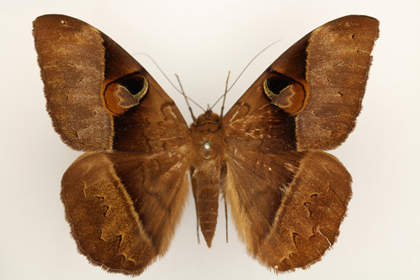 /filer/webapps/moths/media/images/L/limacina_Cyligramma_AM_TMSA_01.jpg