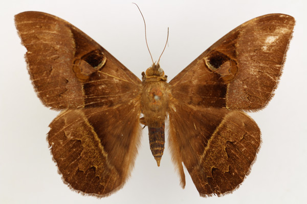 /filer/webapps/moths/media/images/L/limacina_Cyligramma_AM_TMSA_02.jpg