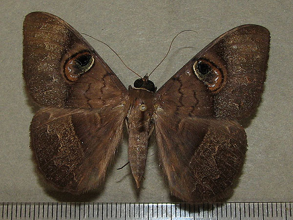 /filer/webapps/moths/media/images/L/limacina_Cyligramma_A_Goff.jpg