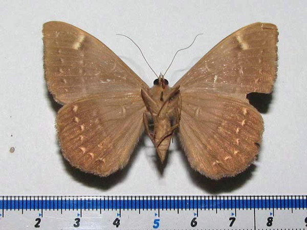 /filer/webapps/moths/media/images/L/limacina_Cyligramma_A_Goffb_01.jpg