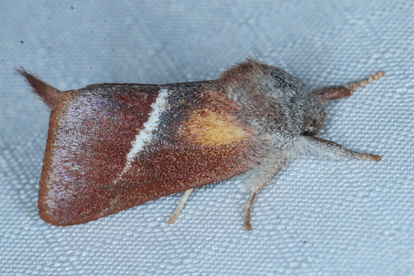 /filer/webapps/moths/media/images/L/limacodina_Clostera_A_Heyns_01.JPG