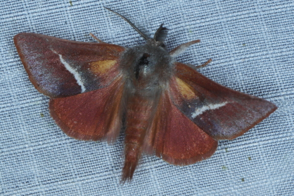 /filer/webapps/moths/media/images/L/limacodina_Clostera_A_Heyns_02.JPG