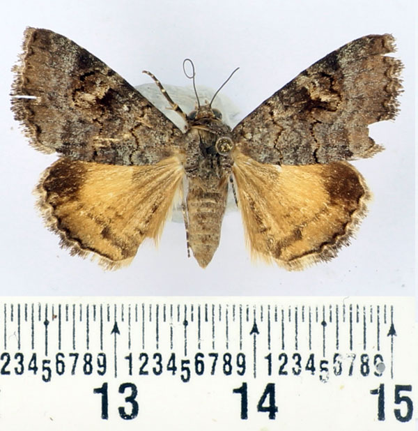/filer/webapps/moths/media/images/L/limbalis_Gnamptonyx_AF_BMNH.jpg