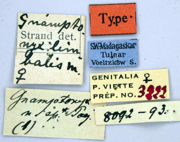 /filer/webapps/moths/media/images/L/limbalis_Gnamptonyx_HT_ZMHBl.jpg