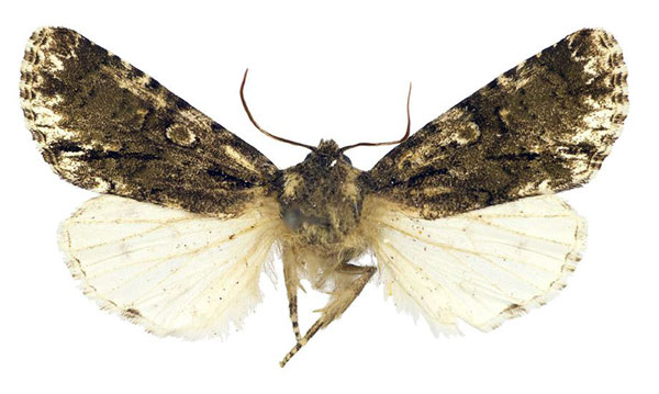 /filer/webapps/moths/media/images/L/limbata_Berionycta_HT_MSNM.jpg