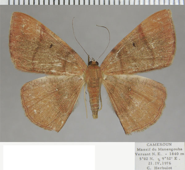 /filer/webapps/moths/media/images/L/limbata_Cabera_AF_ZSM.jpg