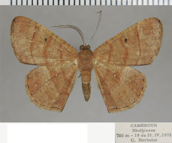 /filer/webapps/moths/media/images/L/limbata_Cabera_AM_ZSM.jpg